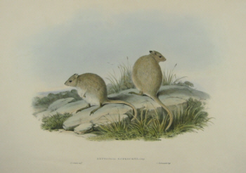 John Gould Macropods